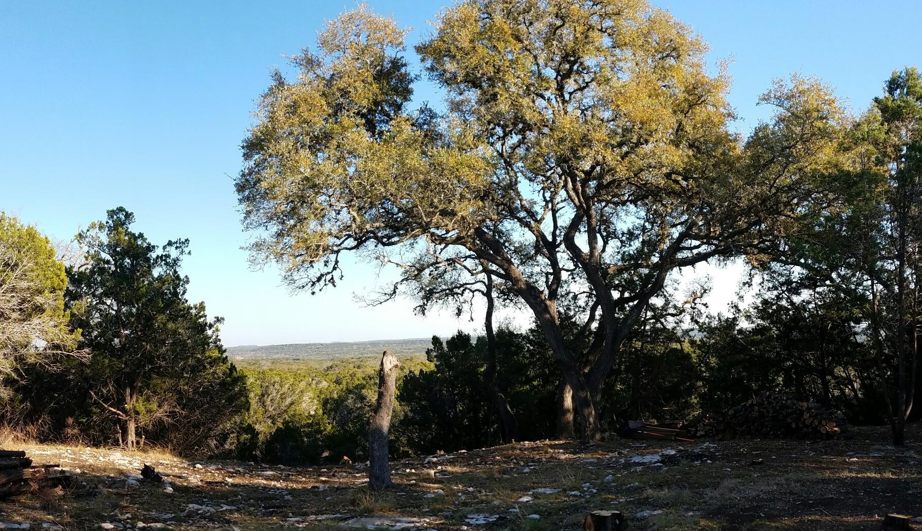 large tree on a piece of vacant land overlooking territorial view large tree on a piece of vacant land overlooking territorial view